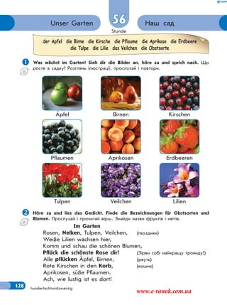 Stunde
128 hundertachtundzwanzig
Наш садUnser Garten 56
 Was wächst im Garten? Sieh dir die Bilder an, höre zu und sprich nach. Що
росте в садку? Розглянь ілюстрації, прослухай і повтори.
Äpfel Birnen Kirschen
Pflaumen Aprikosen Erdbeeren
Tulpen Veilchen Lilien
Höre zu und lies das Gedicht. Finde die Bezeichnungen für Obstsorten und
Blumen. Прослухай і прочитай вірш. Знайди назви фруктів і квітів.
Im Garten
Rosen, Nelken, Tulpen, Veilchen, (гвоздики)
Weiße Lilien wachsen hier,
Komm und schau die schönen Blumen,
Pflück die schönste Rose dir! (Зірви собі найкращу троянду!)
Alle pflücken Äpfel, Birnen, (рвуть)
Rote Kirschen in den Korb, (кошик)
Aprikosen, süße Pflaumen.
Ach, wie lustig ist es dort!
der Apfel die Birne die Kirsche die Pflaume die Aprikose die Erdbeere
die Tulpe die Lilie das Veilchen die Obstsorte
www.e-ranok.com.ua
 