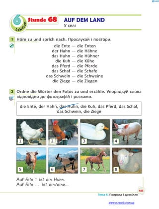 Le kt
i
o
n
185
Тема 6. Природа і довкілля
6 AUF DEM LAND
У селі
Stunde 68
1 Höre zu und sprich nach. Прослухай і повтори.
die Ente — die Enten
der Hahn — die Hähne
das Huhn — die Hühner
die Kuh — die Kühe
das Pferd — die Pferde
das Schaf — die Schafe
das Schwein — die Schweine
die Ziege — die Ziegen
2 Ordne die Wörter den Fotos zu und erzähle. Упорядкуй слова
відповідно до фотографій і розкажи.
die Ente, der Hahn, das Huhn, die Kuh, das Pferd, das Schaf,
das Schwein, die Ziege
1
5
2
6
3
7
4
8
Auf Foto 1 ist ein Huhn.
Auf Foto … ist ein/eine…
1
2
www.e-ranok.com.ua
 