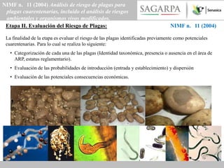 NIMF n. 11 (2004) Análisis de riesgo de plagas para
 plagas cuarentenarias, incluido el análisis de riesgos
 ambientales y organismos vivos modificados.
 Etapa II. Evaluación del Riesgo de Plagas:                                         NIMF n. 11 (2004)

 La finalidad de la etapa es evaluar el riesgo de las plagas identificadas previamente como potenciales
 cuarentenarias. Para lo cual se realiza lo siguiente:
   • Categorización de cada una de las plagas (Identidad taxonómica, presencia o ausencia en el área de
     ARP, estatus reglamentario).
   • Evaluación de las probabilidades de introducción (entrada y establecimiento) y dispersión
   • Evaluación de las potenciales consecuencias económicas.
 