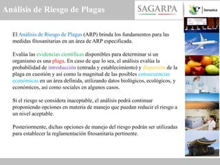 Análisis de Riesgo de Plagas

  El Análisis de Riesgo de Plagas (ARP) brinda los fundamentos para las
  medidas fitosanitarias en un área de ARP especificada.

  Evalúa las evidencias científicas disponibles para determinar si un
  organismo es una plaga. En caso de que lo sea, el análisis evalúa la
  probabilidad de introducción (entrada y establecimiento) y dispersión de la
  plaga en cuestión y así como la magnitud de las posibles consecuencias
  económicas en un área definida, utilizando datos biológicos, ecológicos, y
  económicos, así como sociales en algunos casos.

  Si el riesgo se considera inaceptable, el análisis podrá continuar
  proponiendo opciones en materia de manejo que puedan reducir el riesgo a
  un nivel aceptable.

  Posteriormente, dichas opciones de manejo del riesgo podrán ser utilizadas
  para establecer la reglamentación fitosanitaria pertinente.
 