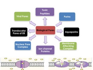 Nanobiotechnology,Nanotechnology,Biological pores | PPTX