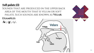 Places of articulation. | PPTX