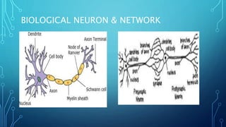 BIOLOGICAL NEURON & NETWORK
 