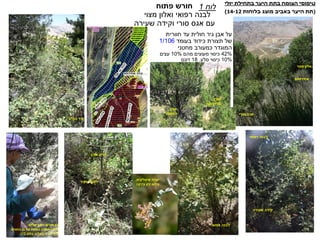 ‫עד‬ ‫חולית‬ ‫גיר‬ ‫אבן‬ ‫על‬‫חוורית‬
‫תצורת‬ ‫של‬‫כידוד‬‫בעומד‬1/106
‫מחטני‬ ‫כמעורב‬ ‫המוגדר‬
42%‫מהם‬ ‫מעוצים‬ ‫כיסוי‬10%‫עצים‬
10%‫סלע‬ ‫כיסוי‬.18‫דונם‬
‫לוח‬1‫חורש‬‫פתוח‬
‫לבנה‬‫מצוי‬ ‫ואלון‬ ‫רפואי‬
‫שעירה‬ ‫וקידה‬ ‫סורי‬ ‫אגס‬ ‫עם‬
‫הכלב‬ ‫ורד‬
‫מצוי‬ ‫אלון‬
‫סורי‬ ‫אגס‬
‫אחירותם‬
‫אורן‬
‫אלדריקה‬
‫אורן‬
‫הצנובר‬
‫רפואי‬ ‫לבנה‬
‫רפואי‬ ‫לבנה‬
‫שעירה‬ ‫קידה‬
‫רחב‬ ‫חורש‬ ‫בן‬‫עלים‬
(‫החורש‬ ‫בן‬ ‫של‬ ‫נוספת‬ ‫תמונה‬ ‫ראה‬
‫בלוח‬ ‫באביב‬ ‫זו‬ ‫ביחידה‬12)
‫חורש‬ ‫בן‬
‫עלים‬ ‫רחב‬
‫שעיר‬ ‫לוטם‬
‫זריע‬‫אורן‬
‫איטלקית‬ ‫יערה‬.
‫צ‬ ‫ירון‬ ‫צילום‬'‫רקה‬
‫יולי‬ ‫בתחילת‬ ‫היער‬ ‫בתת‬ ‫ומח‬ ‫ה‬ ‫וסי‬ ‫טי‬
(‫בלוחות‬ ‫ג‬ ‫מו‬ ‫באביב‬ ‫היער‬ ‫תת‬14-12)
 