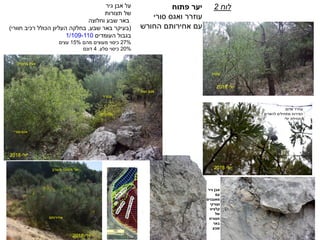 ‫פתוח‬ ‫יער‬
‫סורי‬ ‫ואגס‬ ‫עוזרר‬
‫עם‬‫אחירותם‬‫החורש‬
‫גיר‬ ‫אבן‬ ‫על‬
‫תצורות‬ ‫של‬
‫וחלוצה‬ ‫שבע‬ ‫באר‬
(‫שבע‬ ‫באר‬ ‫בעיקר‬,‫רכיב‬ ‫הכולל‬ ‫העליון‬ ‫בחלקה‬‫חוורי‬)
‫העומדים‬ ‫בגבול‬1/109-110
27%‫מהם‬ ‫מעוצים‬ ‫כיסוי‬15%‫עצים‬
20%‫סלע‬ ‫כיסוי‬.4‫דונם‬
‫לוח‬2
‫יולי‬2018
‫יולי‬2018
‫יולי‬2018
‫יולי‬2018
‫סורי‬ ‫אגס‬
‫סורי‬ ‫אגס‬
‫עוזרר‬
‫שלהבית‬
‫אורן‬‫ברוטיה‬
‫אחירותם‬
‫מעורב‬ ‫מחטני‬ ‫יער‬
‫עוזרר‬
‫אדום‬ ‫עוזרר‬
‫להאדים‬ ‫מתחילים‬ ‫הפירות‬
‫יולי‬ ‫בתחילת‬
‫גיר‬ ‫אבן‬
‫עם‬
‫מאובנים‬
‫ועורקי‬
‫קלציט‬
‫של‬
‫תצורת‬
‫באר‬
‫שבע‬
 