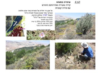 ‫וחלוצה‬ ‫שבע‬ ‫באר‬ ‫תצורות‬ ‫של‬ ‫חולית‬ ‫גיר‬ ‫אבן‬ ‫על‬
(‫שבע‬ ‫באר‬ ‫בעיקר‬)‫תצורת‬ ‫ובגבול‬‫כידוד‬
‫בעומד‬1/107‫הדרומי‬ ‫בחלקו‬,
‫של‬ ‫יערנית‬ ‫בהגדרה‬"‫דליל‬"
51%‫מעוצים‬ ‫כיסוי‬
‫מהם‬15%‫ו‬ ‫שיחים‬-35%‫שיח‬ ‫בני‬
10%‫סלע‬ ‫כיסוי‬.6‫דונם‬.
‫בעבר‬ ‫נשרף‬ ‫שהשטח‬ ‫יתכן‬
‫לוח‬4‫פתוחה‬ ‫שיחייה‬
‫שעירה‬ ‫קידה‬‫ואחירותם‬‫החורש‬
‫קוצנית‬ ‫סירה‬ ‫עם‬
‫שעירה‬ ‫קידה‬
‫ברוש‬‫אריזוני‬
‫קוצנית‬ ‫סירה‬
‫מצוי‬ ‫אלון‬
‫זריעים‬‫ברוש‬ ‫של‬‫אריזני‬
‫קוצנית‬ ‫סירה‬ ‫עם‬ ‫שעיר‬ ‫לוטם‬
 