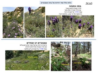 ‫שעיר‬ ‫לוטם‬
‫לוח‬14
‫שנתיים‬ ‫רב‬ ‫עשבוניים‬
‫קייצנית‬‫כרתית‬‫עלים‬ ‫קטן‬ ‫ופרע‬ ‫שעיר‬ ‫שרעול‬
‫קוצנית‬ ‫סירה‬ ‫עם‬‫ואחירותם‬‫החורש‬
‫עומד‬1/109‫ב‬ ‫תצורות‬ ‫על‬"‫וחלוצה‬ ‫ש‬
‫עלים‬ ‫צרת‬ ‫שילטה‬
‫דגול‬ ‫אזוביון‬
‫סחלבן‬‫החורש‬
‫פתוחה‬ ‫בתה‬
‫סירה‬‫קוצנית‬‫שעיר‬ ‫ולוטם‬
‫מצוי‬ ‫ואלון‬ ‫שעירה‬ ‫קידה‬ ‫עם‬
‫עומד‬1/110‫תצורת‬ ‫על‬‫כידוד‬
(‫קטע‬ ‫הר‬ ‫של‬ ‫ההמשך‬,‫היער‬ ‫בתחום‬)
‫סחלבן‬‫החורש‬
‫ועשבוניים‬ ‫בתה‬ ‫של‬ ‫יחידות‬ ‫שתי‬ ‫כולל‬ ‫הלוח‬
 