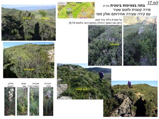 ‫בינונית‬ ‫בצפיפות‬ ‫בתה‬(‫יח‬'‫ז‬')
‫שעיר‬ ‫ולוטם‬ ‫קוצנית‬ ‫סירה‬
‫שעירה‬ ‫קידה‬ ‫עם‬‫אחירותם‬‫מצוי‬ ‫ואלון‬
‫לוח‬17
‫תצורת‬ ‫על‬‫כידוד‬‫קטע‬ ‫בהר‬
(‫בלוחות‬ ‫היער‬ ‫בתחום‬ ‫היחידה‬ ‫המשך‬ ‫את‬ ‫ראה‬8,14)
Kidod
‫שעיר‬ ‫לוטם‬
‫מצוי‬ ‫אלון‬
‫קוצנית‬ ‫סירה‬
‫אחירותם‬
‫דגול‬ ‫אזוביון‬
‫דבורנית‬
‫גדולה‬
‫שפתן‬
‫מצוי‬
‫אצבעית‬
‫רומאית‬(‫פרי‬)
‫סחלבן‬
‫החורש‬
 