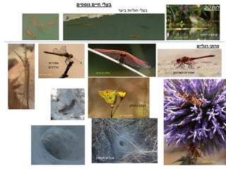 ‫ביער‬ ‫חוליות‬ ‫בעלי‬
‫רגליים‬ ‫פרוקי‬
‫צ‬ ‫ירון‬ ‫צילום‬'‫רקה‬
‫צ‬ ‫ירון‬ ‫צילום‬'‫רקה‬‫צ‬ ‫ירון‬ ‫צילום‬'‫רקה‬
‫צ‬ ‫ירון‬ ‫צילום‬'‫רקה‬
‫צ‬ ‫ירון‬ ‫צילום‬'‫רקה‬
‫צ‬ ‫ירון‬ ‫צילום‬'‫רקה‬
‫לוח‬20
‫נוספים‬ ‫חיים‬ ‫בעלי‬
‫בשמורה‬
‫התלתן‬ ‫לבנין‬
‫הארגמן‬ ‫שפירית‬
‫שפירית‬
‫הדרכים‬
‫משפכן‬ ‫עכביש‬
‫ירוקה‬ ‫קרפדה‬
 