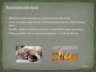  Mladunci sisara razvijaju se u unutrašnjosti tela majke.
 Preko krvotoka majke hrana i kiseonik dospevaju do ćelija budućeg
  sisara.
 Između majke i maldunca formira se zajednički organ-posteljica.
 Preko posteljice vrši se razmena supstanci, i to vrlo kvalitetno.




                                                                 6/12/2012
 