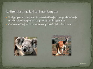  Kod grupe sisara torbara karakreristično je da su posle rođenja
  mladunci još nespremni da prežive bez brige majke .
 Oni u majčinoj torbi na stomaku provode još neko vreme.




                                                                    6/12/2012
 