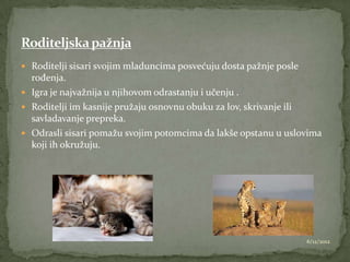  Roditelji sisari svojim mladuncima posvećuju dosta pažnje posle
  rođenja.
 Igra je najvažnija u njihovom odrastanju i učenju .
 Roditelji im kasnije pružaju osnovnu obuku za lov, skrivanje ili
  savladavanje prepreka.
 Odrasli sisari pomažu svojim potomcima da lakše opstanu u uslovima
  koji ih okružuju.




                                                                    6/12/2012
 