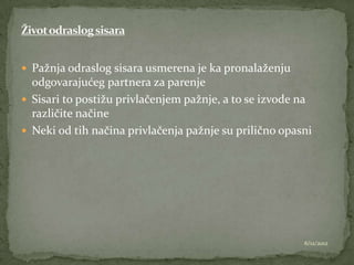  Pažnja odraslog sisara usmerena je ka pronalaženju
  odgovarajućeg partnera za parenje
 Sisari to postižu privlačenjem pažnje, a to se izvode na
  različite načine
 Neki od tih načina privlačenja pažnje su prilično opasni




                                                        6/12/2012
 