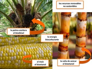 los recursos renovables
no sostenibles
la palma aceitera
el biodiésel
el maíz
el bioetanol
la caña de azúcar
el bioetanol
la energía
biocarburante