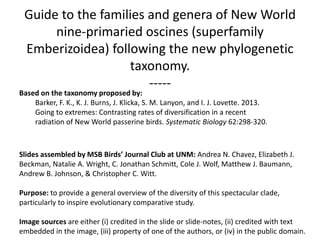 Guide to the families and genera of New World
nine-primaried oscines (superfamily
Emberizoidea) following the new phylogenetic
taxonomy.
-----
Based on the taxonomy proposed by:
Barker, F. K., K. J. Burns, J. Klicka, S. M. Lanyon, and I. J. Lovette. 2013.
Going to extremes: Contrasting rates of diversification in a recent
radiation of New World passerine birds. Systematic Biology 62:298-320.
Slides assembled by MSB Birds’ Journal Club at UNM: Andrea N. Chavez, Elizabeth J.
Beckman, Natalie A. Wright, C. Jonathan Schmitt, Cole J. Wolf, Matthew J. Baumann,
Andrew B. Johnson, & Christopher C. Witt.
Purpose: to provide a general overview of the diversity of this spectacular clade,
particularly to inspire evolutionary comparative study.
Image sources are either (i) credited in the slide or slide-notes, (ii) credited with text
embedded in the image, (iii) property of one of the authors, or (iv) in the public domain.
 