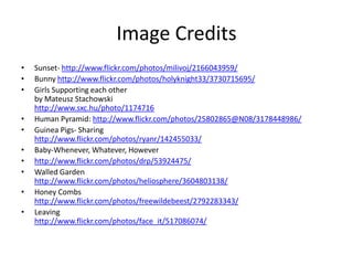 Image CreditsSunset- http://www.flickr.com/photos/milivoj/2166043959/Bunny http://www.flickr.com/photos/holyknight33/3730715695/Girls Supporting each otherby Mateusz Stachowskihttp://www.sxc.hu/photo/1174716Human Pyramid: http://www.flickr.com/photos/25802865@N08/3178448986/Guinea Pigs- Sharinghttp://www.flickr.com/photos/ryanr/142455033/Baby-Whenever, Whatever, Howeverhttp://www.flickr.com/photos/drp/53924475/Walled Gardenhttp://www.flickr.com/photos/heliosphere/3604803138/Honey Combshttp://www.flickr.com/photos/freewildebeest/2792283343/Leavinghttp://www.flickr.com/photos/face_it/517086074/