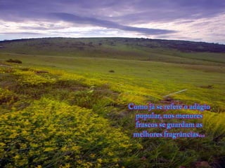 Como já se refere o adágio popular, nosmenoresfrascos se guardam as melhoresfragrâncias...