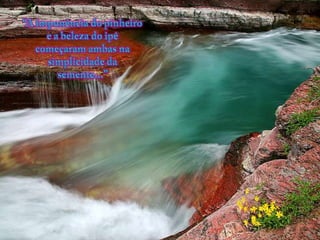 “A imponência do pinheiro e a beleza do ipêcomeçaramambasnasimplicidade da semente...” 