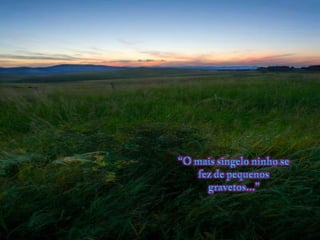 “O maissingeloninho se fez de pequenosgravetos...” 