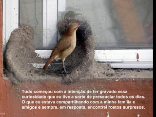 Tudo começou com a intenção de ter gravado essa curiosidade que eu tive a sorte de presenciar todos os dias. O que eu estava compartilhando com a minha família e amigos e sempre, em resposta, encontrei rostos surpresos. 