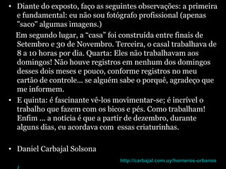 Diante do exposto, faço as seguintes observações: a primeira e fundamental: eu não sou fotógrafo profissional (apenas "saco" algumas imagens.) Em segundo lugar, a “casa” foi construída entre finais de Setembro e 30 de Novembro. Terceira, o casal trabalhava de 8 a 10 horas por dia.   Quarta: Eles não trabalhavam aos domingos! Não houve registros em nenhum dos domingos desses dois meses e pouco, conforme registros no meu cartão de controle... se alguém sabe o porquê, agradeço que me informem. E quinta: é fascinante vê-los movimentar-se; é incrível o trabalho que fazem com os bicos e pés. Como trabalham! Enfim ... a notícia é que a partir de dezembro, durante alguns dias, eu acordava com  essas criaturinhas. Daniel Carbajal Solsona                                                       http://carbajal.com.uy/horneros-urbanos / 