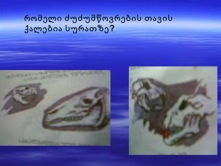 რომელი ძუძუმწოვრების თავის ქალებია სურათზე? 