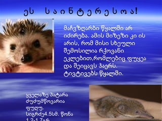 ეს  ს ა ი ნ ტ ე რ ე ს ო ა! მაჩვზღარბი წყალში არ იძირება. ამის მიზეზი კი ის არის, რომ მისი სხეული შემოსილია რქოვანი ეკლებით,რომლებიც ფუყეა და შეიცავს ჰაერს. ტივტივებს წყალში. ყველაზე პატარა  ძუძუმწოვარია  ფუღუ. სიგრძე4.5სმ. წონა 1.2-1.7გრ.  