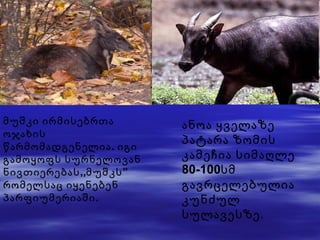 მუშკი ირმისებრთა ოჯახის წარმომადგენელია. იგი გამოყოფს სურნელოვან ნივთიერებას,,მუშკს” რომელსაც იყენებენ პარფიუმერიაში. ანოა ყველაზე პატარა ზომის კამეჩია სიმაღლე 80-100სმ გავრცელებულია კუნძულ სულავესზე . 