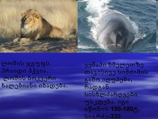 ლომის ჯგუფს პრაიდი ჰქვია.  ლომის ბოკვერი ხალებიანი იბადება. ვეშაპი ხმელეთზე თავისივე სიმძიმის გამო იღუპება, რადგან სისხლძარღვები უსკდება. იგი იწონის 150-180ტ. სიგრძე-33მ 