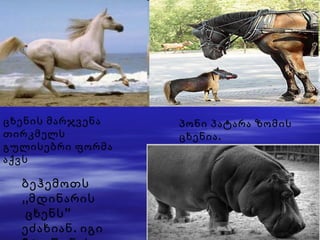 ცხენის მარჯვენა თირკმელს გულისებრი ფორმა აქვს პონი პატარა ზომის ცხენია. ბეჰემოთს ,,მდინარის ცხენს” ეძახიან. იგი 3ტ.იწონის. 