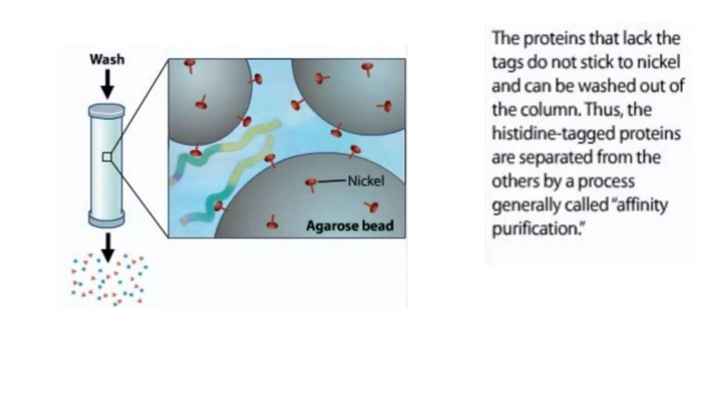 Ni NTA Immobilized Metal Affinity Chromatography