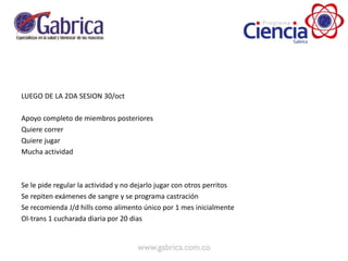 LUEGO DE LA 2DA SESION 30/oct
Apoyo completo de miembros posteriores
Quiere correr
Quiere jugar
Mucha actividad
Se le pide regular la actividad y no dejarlo jugar con otros perritos
Se repiten exámenes de sangre y se programa castración
Se recomienda J/d hills como alimento único por 1 mes inicialmente
Ol-trans 1 cucharada diaria por 20 dias
 