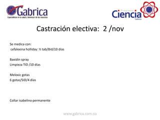 Castración electiva: 2 /nov
Se medica con:
cefalexina holliday: ½ tab/Bid/10 días
Baxidin spray
Limpieza TID /10 días
Meloxic gotas
6 gotas/SID/4 días
Collar isabelino permanente
 