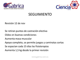 SEGUIMIENTO
Revisión 12 de nov
Se retiran puntos de castración electiva
Oídos en buenas condiciones
Aumenta masa muscular
Apoyo completo, se permite juegos y caminatas cortas
Se espacian cada 15 días las fisioterapias
Aumenta 1,5 kg desde la primer revisión
 