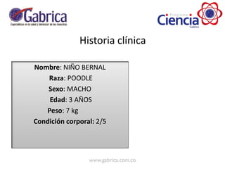 Nombre: NIÑO BERNAL
Raza: POODLE
Sexo: MACHO
Edad: 3 AÑOS
Peso: 7 kg
Condición corporal: 2/5
Historia clínica
 