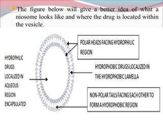 The figure below will give a better idea of what a
 niosome looks like and where the drug is located within
 the vesicle ,
 