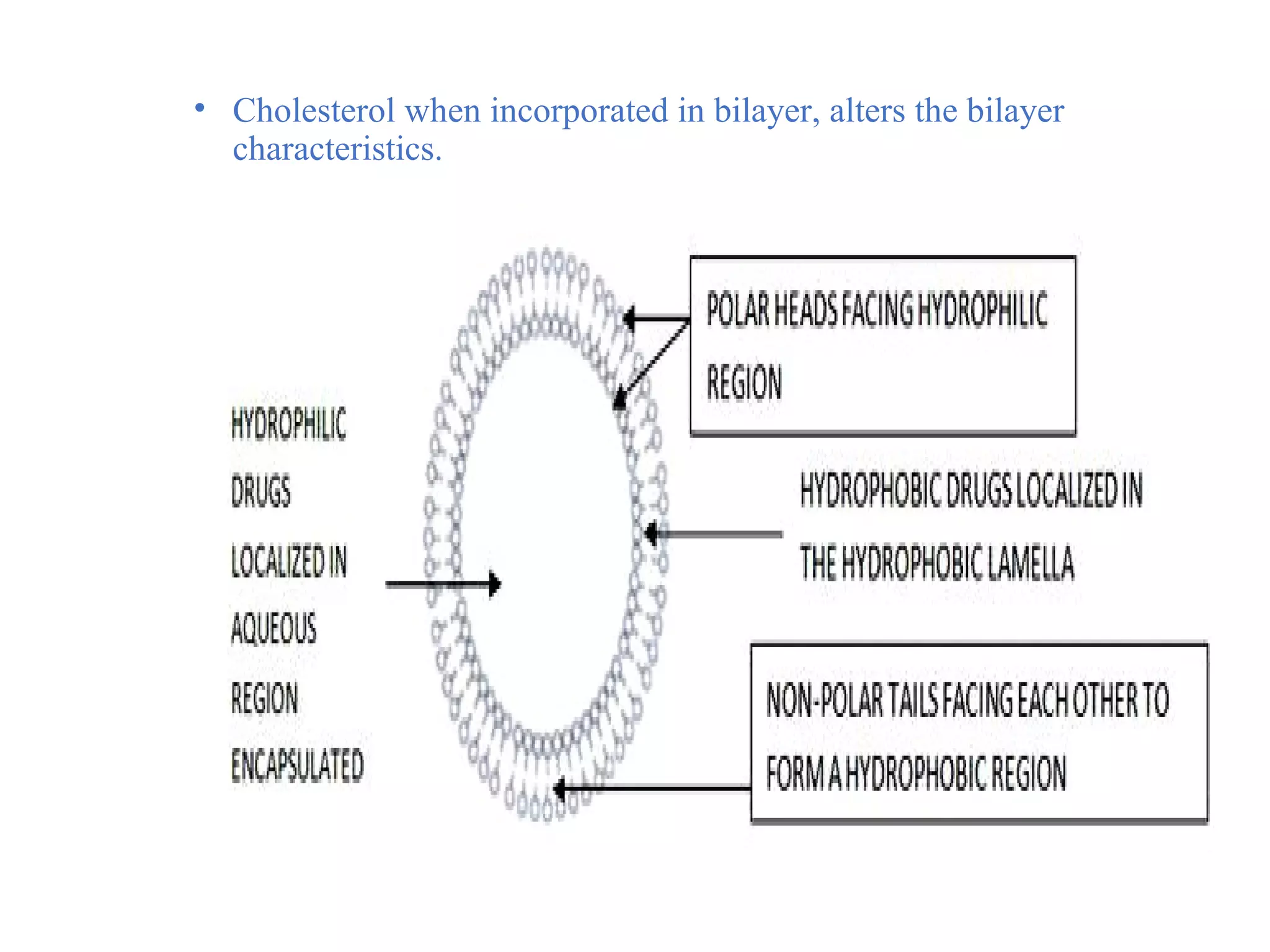• Cholesterol when incorporated in bilayer, alters the bilayer 
characteristics. 
 