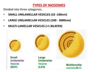 TYPES OF NIOSOMES
Divided into three categories:
• SMALL UNILAMELLAR VESICLES (10 -100nm)
• LARGE UNILAMELLAR VESICLES (100 - 3000nm)
• MULTI-LAMELLAR VESICLES (>1 BILAYER)
 