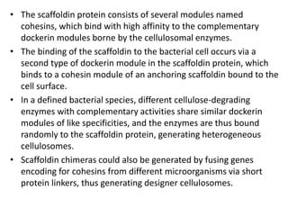 • The scaffoldin protein consists of several modules named
cohesins, which bind with high affinity to the complementary
dockerin modules borne by the cellulosomal enzymes.
• The binding of the scaffoldin to the bacterial cell occurs via a
second type of dockerin module in the scaffoldin protein, which
binds to a cohesin module of an anchoring scaffoldin bound to the
cell surface.
• In a defined bacterial species, different cellulose-degrading
enzymes with complementary activities share similar dockerin
modules of like specificities, and the enzymes are thus bound
randomly to the scaffoldin protein, generating heterogeneous
cellulosomes.
• Scaffoldin chimeras could also be generated by fusing genes
encoding for cohesins from different microorganisms via short
protein linkers, thus generating designer cellulosomes.
 