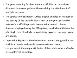 • The gene encoding for the chimeric scaffoldin can be surface-
displayed in microorganisms, thus enabling the attachment of
multiple enzymes.
• The approach of scaffoldin surface-display enables an increase of
the density of the cathodic biocatalyst on the yeast surface by
virtue of a scaffoldin protein that contains several cohesin
domains displayed using the YSD system, to which multiple copies
of a single type of a dockerin-containing oxygen-reducing enzyme
are bound.
• Depicted in Figure 1 is the electrosome that was designed for use
both in an anode and a cathode compartment; in each
compartment, the unique attributes of the cellulosome scaffoldin
give a different advantage.
 