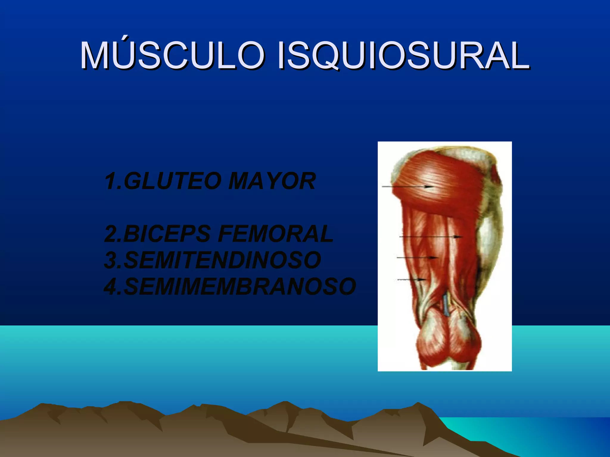 MÚSCULO ISQUIOSURALMÚSCULO ISQUIOSURAL
1.GLUTEO MAYOR
2.BICEPS FEMORAL
3.SEMITENDINOSO
4.SEMIMEMBRANOSO
 