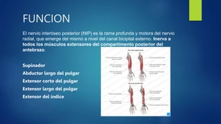 sindrome intraoseo posterior | PPTX