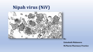 Nipah virus (NiV)
By:
Zainabath Mahnoora
M.Pharm Pharmacy Practice
 