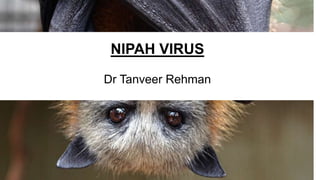NIPAH VIRUS
Dr Tanveer Rehman
 