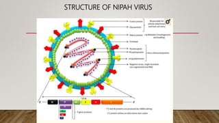 STRUCTURE OF NIPAH VIRUS
 