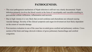 PATHOGENESIS.
• The exact pathogenesis mechanism of Nipah infection is still not very clearly documented. Nipah
infection primarily involves the blood vessels in the form of vasculopathy and vasculitis resulting in
perivascular cellular infiltration, inflammation and necrosis.
• Due to high viremia it is very likely that several cytokines and chemokines are released causing
vascular damage. Severity of the clinical symptoms and organ involvement are host likely dependent
on the extent of vascular damage.
• Post-mortem evaluation in one of the cases has revealed gross cerebral and pulmonary oedema. Cross-
section of the brain and lungs showed evidence of gross pulmonary haemorrhage and cerebral
congestion.
 