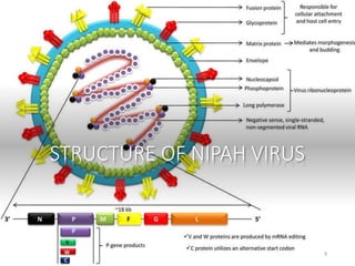 STRUCTURE OF NIPAH VIRUS
3
 