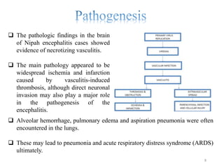  The pathologic findings in the brain
of Nipah encephalitis cases showed
evidence of necrotizing vasculitis.
 The main pathology appeared to be
widespread ischemia and infarction
caused by vasculitis-induced
thrombosis, although direct neuronal
invasion may also play a major role
in the pathogenesis of the
encephalitis.
 Alveolar hemorrhage, pulmonary edema and aspiration pneumonia were often
encountered in the lungs.
 These may lead to pneumonia and acute respiratory distress syndrome (ARDS)
ultimately.
8
 