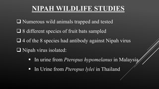NIPAH WILDLIFE STUDIES
 Numerous wild animals trapped and tested
 8 different species of fruit bats sampled
 4 of the 8 species had antibody against Nipah virus
 Nipah virus isolated:
 In urine from Pteropus hypomelanus in Malaysia
 In Urine from Pteropus lylei in Thailand
 