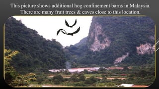 This picture shows additional hog confinement barns in Malaysia.
There are many fruit trees & caves close to this location.
 